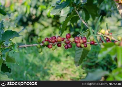 coffee trees. Coffee beans on tree in farm
