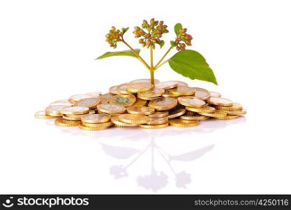 Coins and a plant with reflection