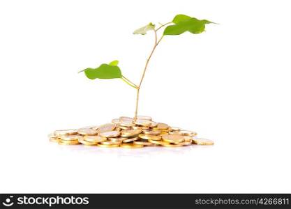 Coins and a plant with reflection