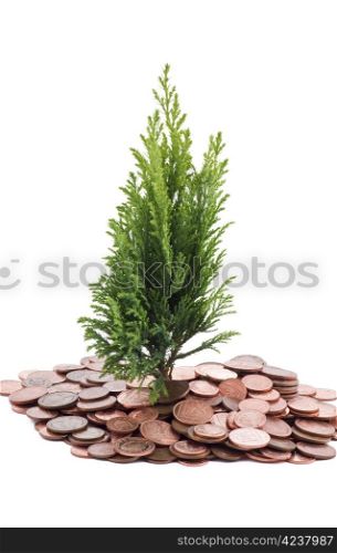 Coins and growing from them plant - isolated