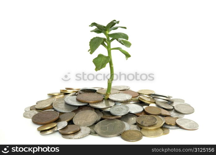 Coins and plant isolated on white background