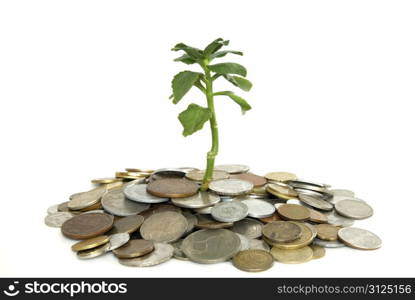 Coins and plant isolated on white background