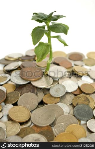 Coins and plant isolated on white background