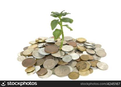 Coins and plant isolated on white background