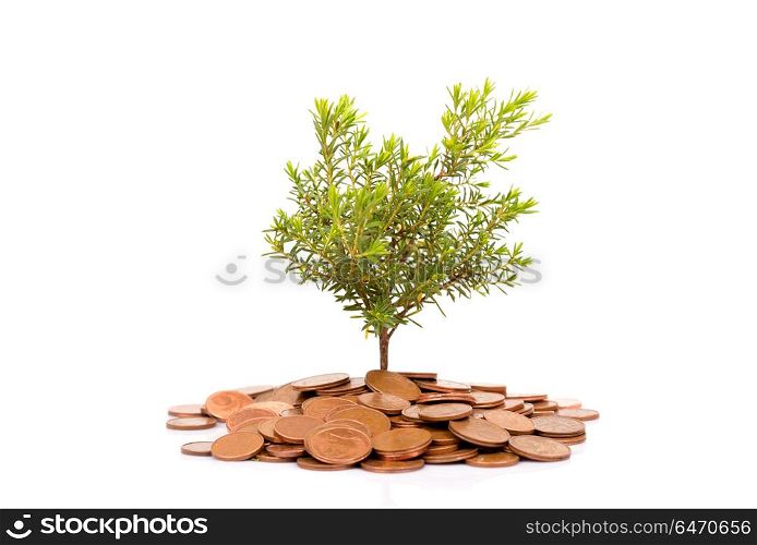 Coins and plant isolated on white background. Coins and plant