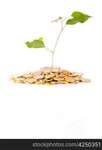 Coins and plant, isolated over white background