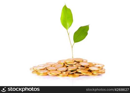 Coins and plant, isolated over white background