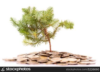 Coins and tree isolated on white background