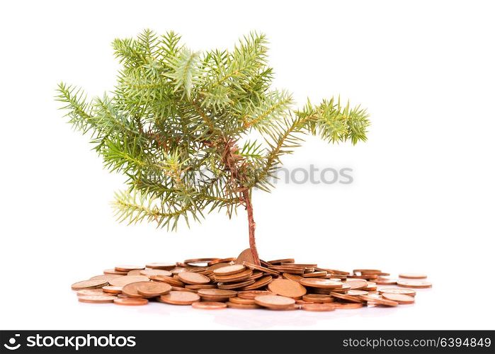 Coins and tree isolated on white background