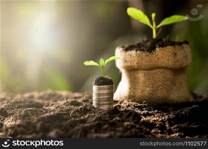 Coins stacked on fertile ground. While the seedlings are growing on top. And in the back there are seedlings growing in the sack of sackcloth with the morning sun shining.