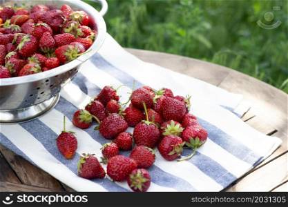 colander with strawberries in the garden. tasty and healthy summer