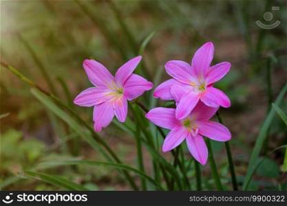 Colchicum autumnale pink Commonly known as autumn, saffron, meadow