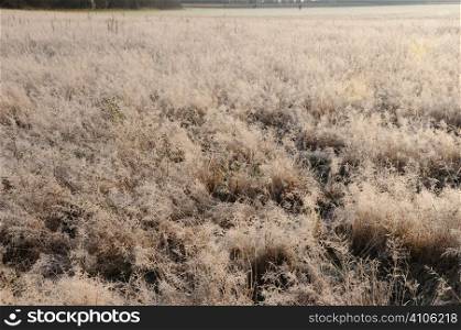 Cold frost on grasses