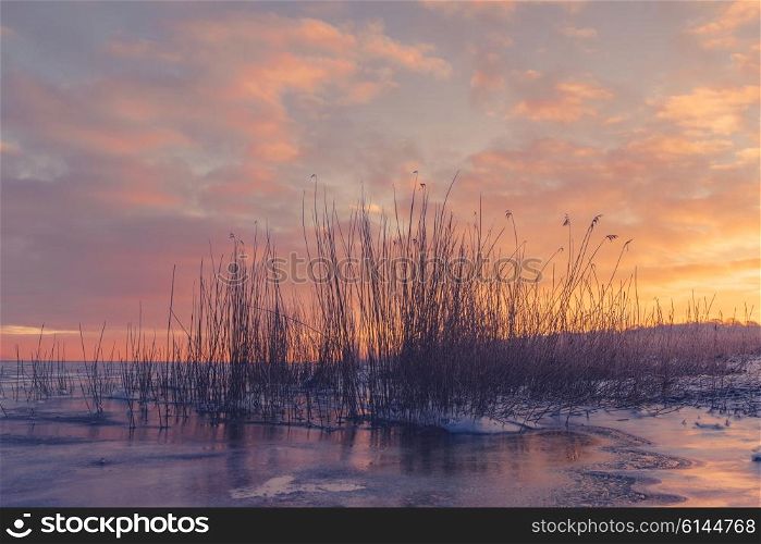 Cold morning with grass silhouettes in a frozen lake