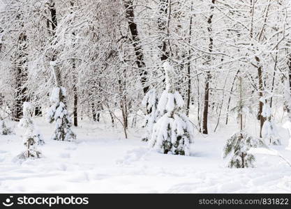 Cold winter forest in the afternoon covered with snow