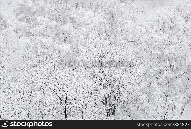 Cold winter forest in the afternoon covered with snow