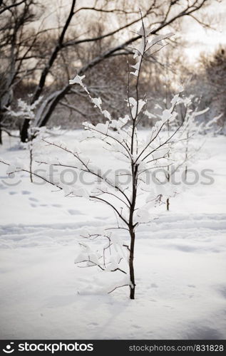 Cold winter forest in the afternoon covered with snow