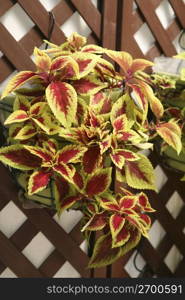 Coleus