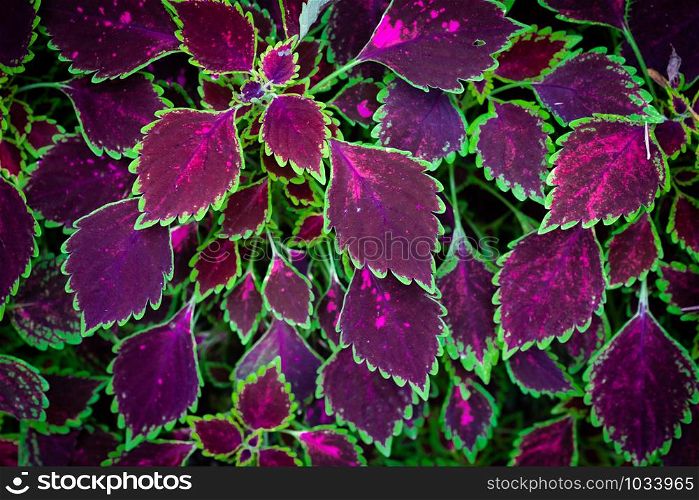 Coleus plants in purple and green color on top view, selective focus.