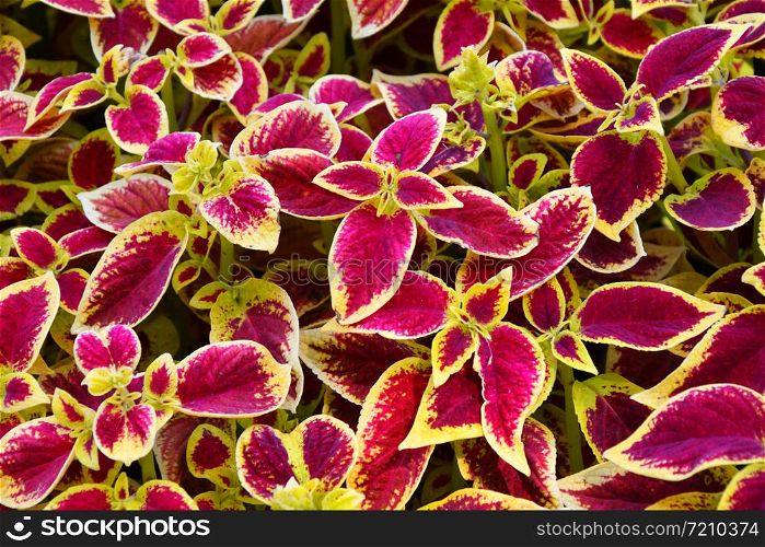 Coleus the leaves purple-yellow color in the autumn garden