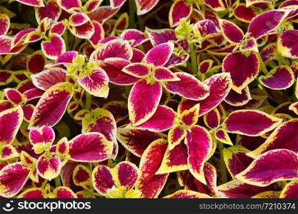 Coleus the leaves purple-yellow color in the autumn garden