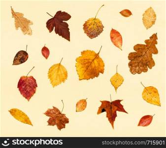 collage from many dried autumn fallen leaves on light yellow pastel paper background