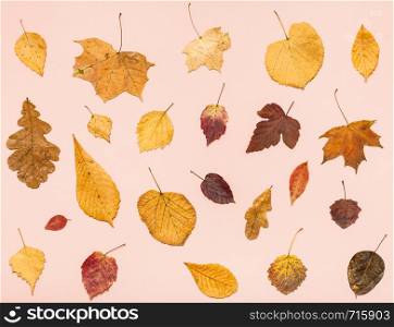 collage from many dried autumn fallen leaves on pink pastel paper background