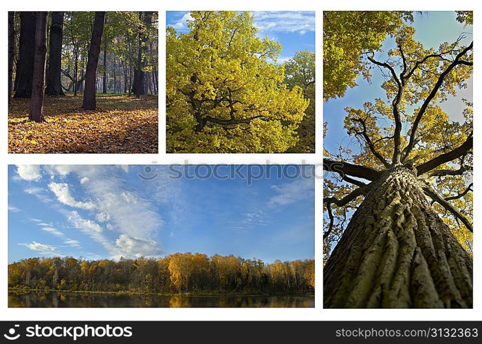 collage of beautiful autumn pictures