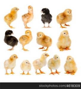 Collage of beautiful yellow and black chicks isolated on white background