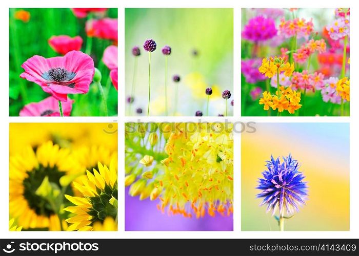 Collage of different flowers
