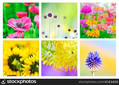 Collage of different flowers