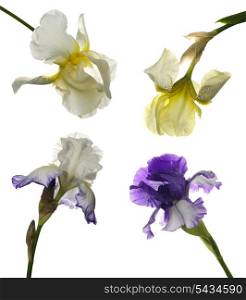 Collage of different violet and white irises isolated on white
