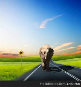 Collage of Elephant Bull in walking on a road