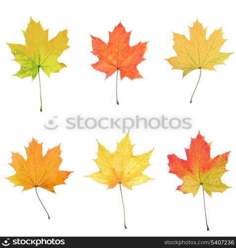 Collage of six maple leaves for design