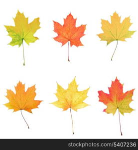 Collage of six maple leaves for design