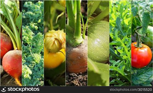 Collage of vegetables - products of vegetable garden. Healthy eating consept. Gardening background. Collage of vegetables - products of vegetable garden. Healthy eating consept. Gardening background .