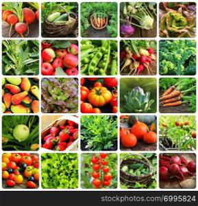 Collage of vegetables - products of vegetable garden. Healthy eating consept. Gardening background .. Collage of vegetables - products of vegetable garden. Healthy eating consept. Gardening background