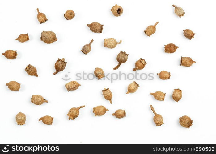 collage. spruce cones on white isolated background.