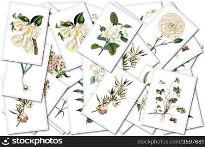 collage with floral images