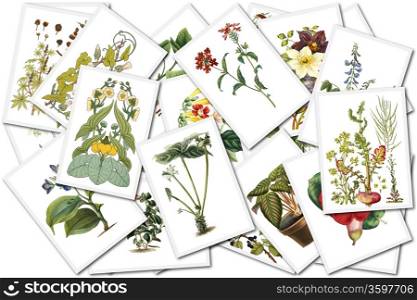 collage with floral images