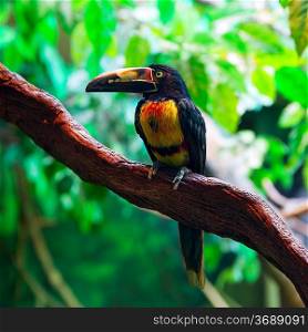 Collared Aracari Agarrado Pteroglossus torquatus toucan bird