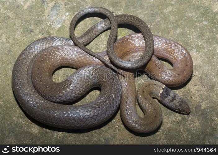 COLLARED BLACK HEADED SNAKE, Sibynophis Collaris Non venomous, Common A colubrid species from northeast India