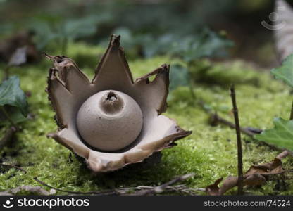 Collared earthstar ,Geastrum triplex, mushroom looking like an open flower. Collared earthstar,Geastrum triplex