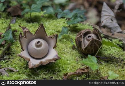 Collared earthstar ,Geastrum triplex, mushroom looking like an open flower. two Collared earthstar,Geastrum triplex