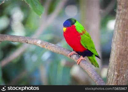 Collared Lory of the Fiji Islands on a Branch.