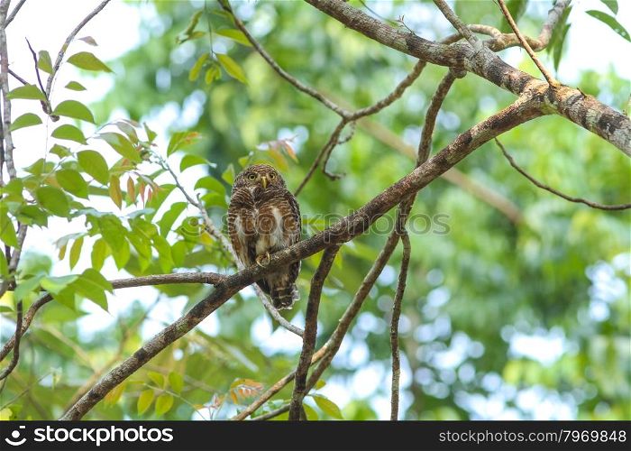 Collared Owlet (Glaucidium brodiei) perching on a branch