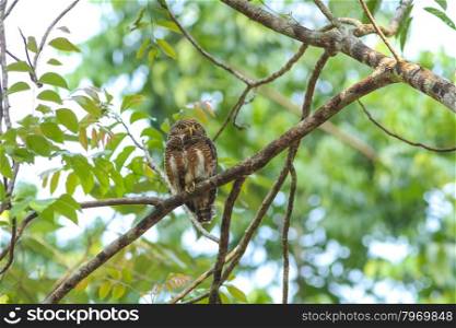 Collared Owlet (Glaucidium brodiei) perching on a branch