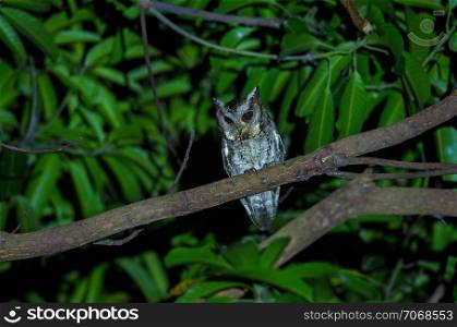 Collared Scops Owl (Otus bakkamoena) on tree at night