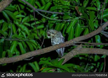 Collared Scops Owl (Otus bakkamoena) on tree at night