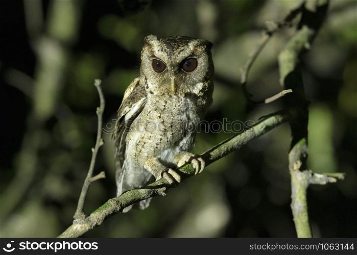 Collared Scops Owl, Otus lettia, Maguri, Beel, Assam, India